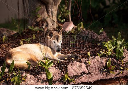 Old Elderly New Guinea Singing Dog Canis Lupus Dingo