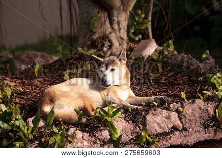 Old Elderly New Guinea Singing Dog Canis Lupus Dingo