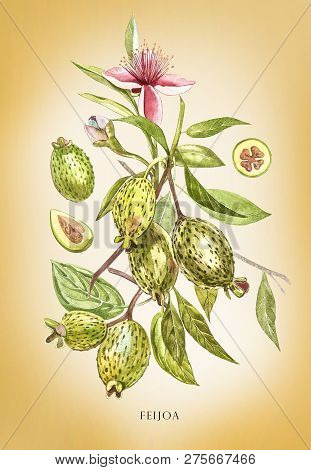 Watercolor Illustration Feijoa Plant. Hand Drawn Watercolor Painting On White Background. Watercolor