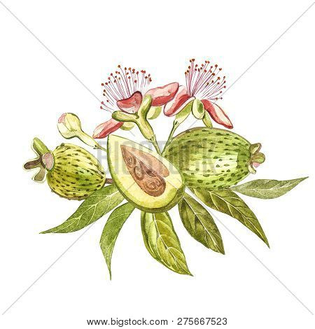 Watercolor Illustration Feijoa Plant. Hand Drawn Watercolor Painting On White Background. Watercolor