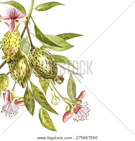 Watercolor Illustration Feijoa Plant. Hand Drawn Watercolor Painting On White Background. Watercolor