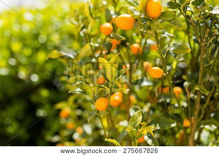 Organic Kumquat Fruit On The Tree On A Blurred Background - Natural Fruit Background.