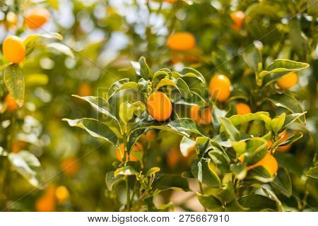 Kumquat Fruits On The Tree Against Blurred Background