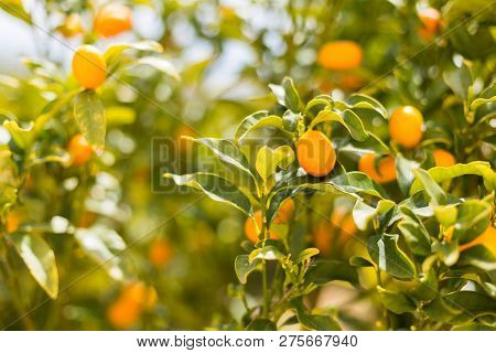 Organic Kumquat Fruit On The Tree On A Blurred Background - Natural Fruit Background.