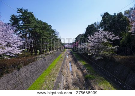Spring Season In The Park With Bluw Sky And Tons Of Cherry Blossom In Tokyo, Japan.