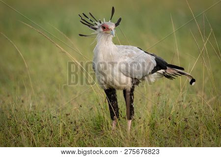 Secretary Bird Standing In Grass On Savannah