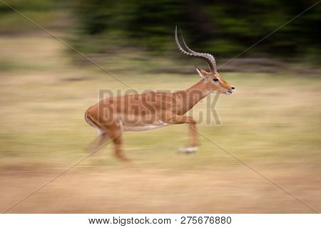 Slow Pan Of Male Impala Galloping Past