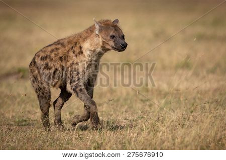 Spotted Hyena Runs Across Grass In Sunshine