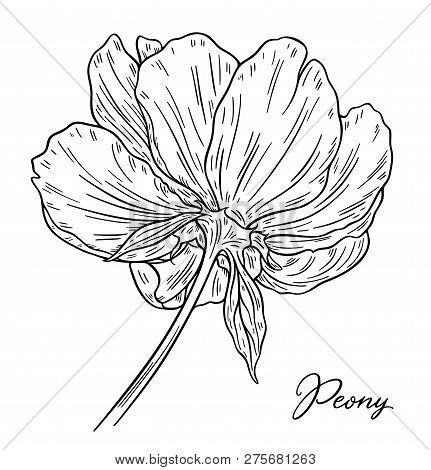 Peony Flower Hand Drawn In Lines. Black And White Graphic Doodle Sketch Floral Vector Illustration. 