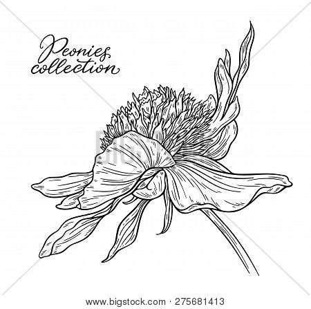 Peony Flower Hand Drawn In Lines. Black And White Graphic Doodle Sketch Floral Vector Illustration. 