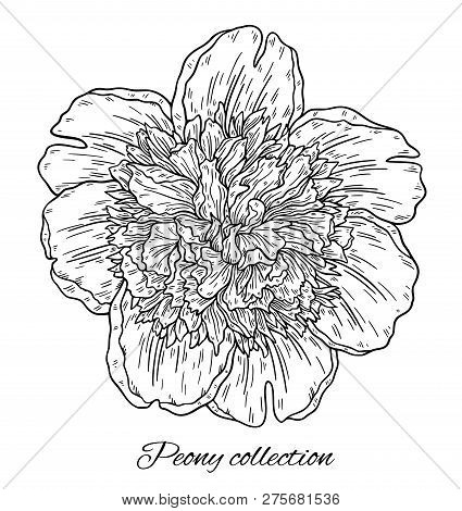 Peony Flower Hand Drawn In Lines. Black And White Graphic Doodle Sketch Floral Vector Illustration. 