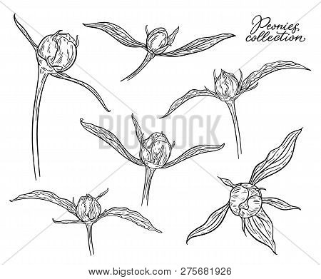 Peony Flower Buds Set Hand Drawn In Lines. Black And White Graphic Doodle Sketch Floral Vector Illus