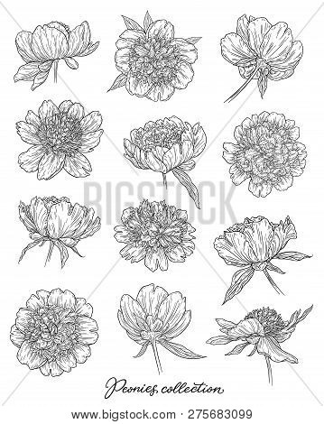 Peony Flowers Set Hand Drawn In Lines. Black And White Graphic Doodle Sketch Floral Vector Illustrat
