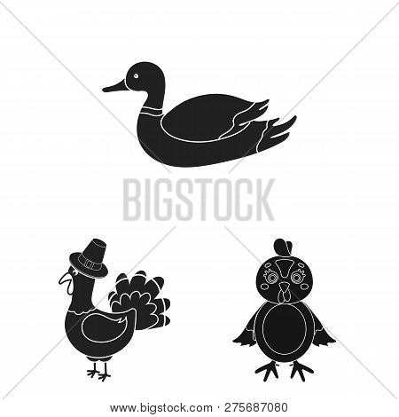 Isolated Object Of Funny And Poultry Icon. Set Of Funny And Farming Stock Symbol For Web.