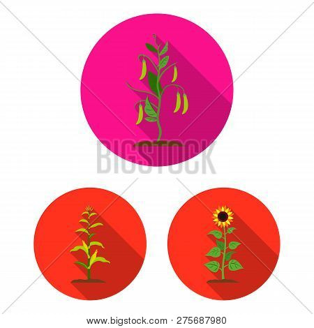 Vector Illustration Of Plant And Bean Icon. Set Of Plant And Process Stock Symbol For Web.