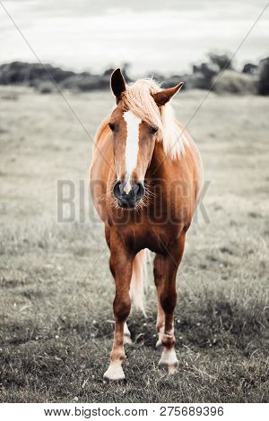Brown Hourse Portrait At The Background Of The Field