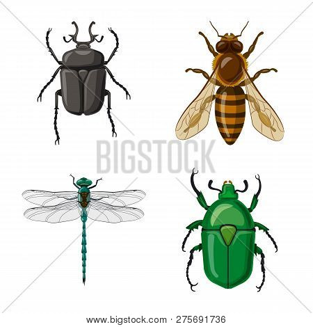Isolated Object Of Insect And Fly Symbol. Set Of Insect And Element Stock Vector Illustration.
