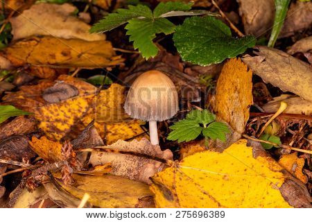Mushroom Dung (coprinopsis Atramentaria) In The Autumn Forest. Inedible Fungus.