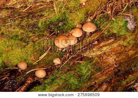 Sawdust, Summer Sawdust (kuehneromyces Lignicola). Edible Mushroom. Mushrooms Growing On Trees.