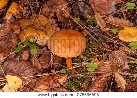 Pepper Mushroom, Pepper Shrovetide, Mohawk. (chalciporus Piperatus). Conditionally Edible Mushroom W