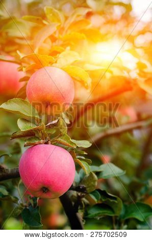 Pink Ripe Apples In The Garden With Bright Sun. Bright Red Apples With Sunlight.