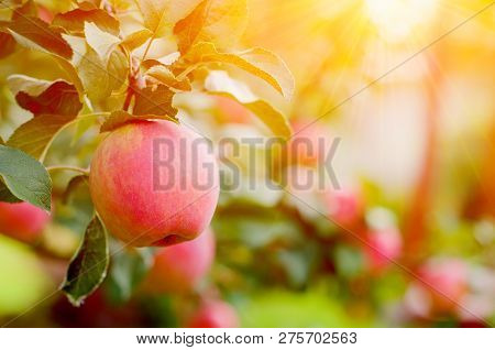 Pink Ripe Apples In The Garden With Bright Sun. Bright Red Apples With Sunlight.