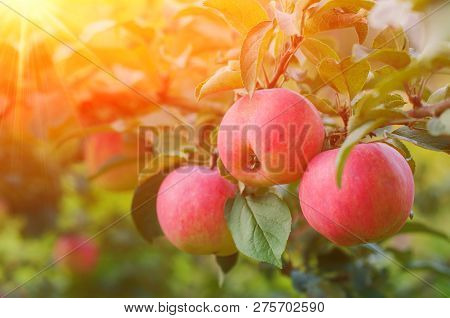 Pink Ripe Apples In The Garden With Bright Sun. Bright Red Apples With Sunlight.