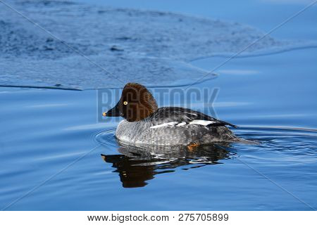 Female Goldeneye Duck Or Bucephala Clangula Hen Swimming In Open Water On Icy Winter Lake