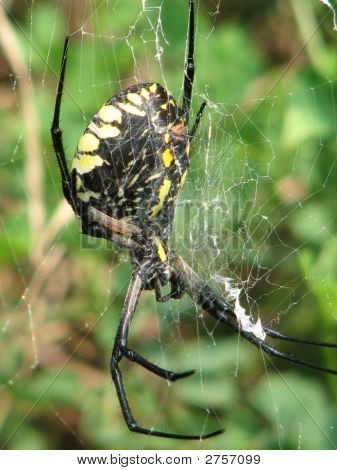 Žlutá zahrada Spider