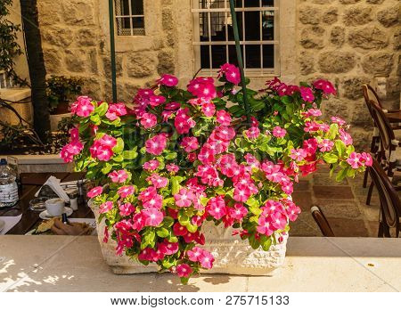 The Huge Flower Of The Balsamin Waller As An Interior Decoration In Flower Pots