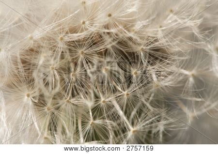 Makro Löwenzahn blühen