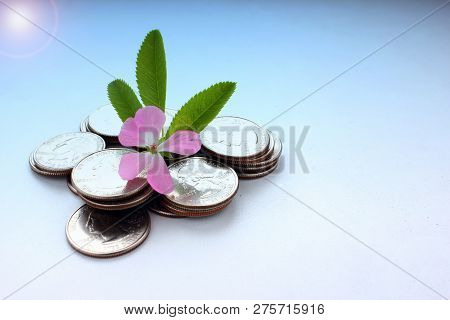 The Concept Of Money Growth, The Success And Prosperity Of Business As A Flower Growing At A Fast Pa