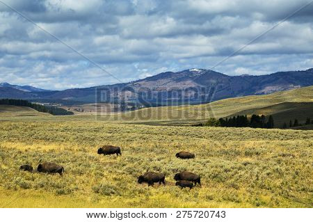 Bison In Hayden Flats, Yellowstone National Park, Wyoming