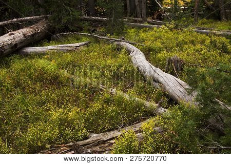 Yellowstone National Park Forest Floor In Autumn Colors