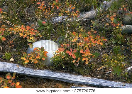 Yellowstone National Park Forest Floor In Autumn Colors