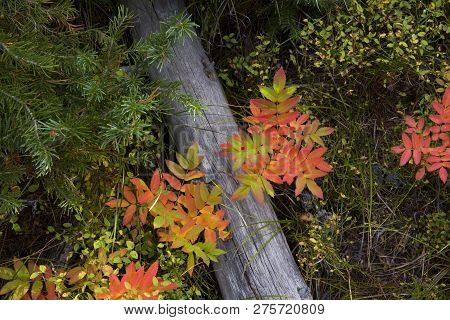 Yellowstone National Park Forest Floor In Autumn Colors