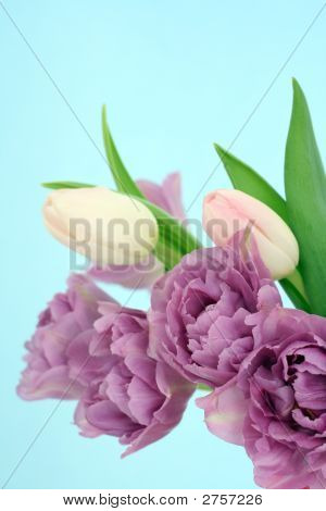 Tulipes