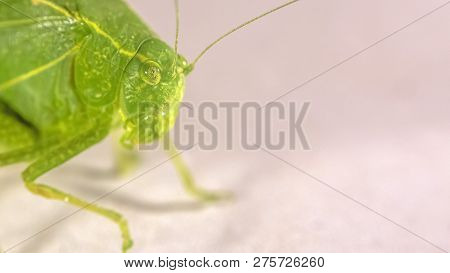 Green Bush Cricket With A Filamentous Antennae