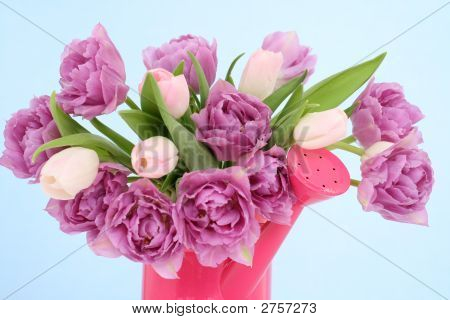 Tulipes