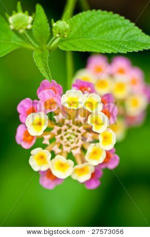 Rosa e giallo Lantana Camara fiore Close Up