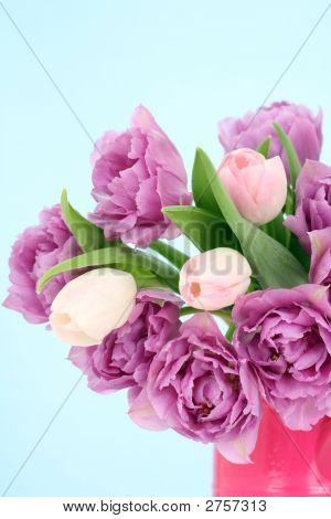 Tulipes