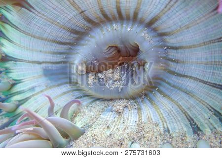 Close Up Detail Of Sea Anemone Underwater In California Tide Poool. Tiny Lines, Shapes, Grains Of Sa