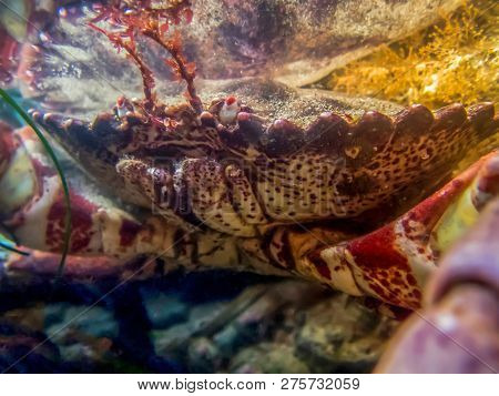 Close Up Detail Pacific Rock Crab Underwater In Tidepool.  Side Angle View Of Face And Antenna.