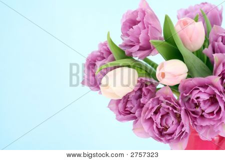 Tulipes