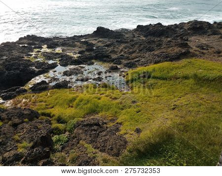 Green Grass And Tidepools And Rocky Shore And Ocean