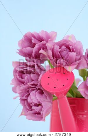 Tulipes
