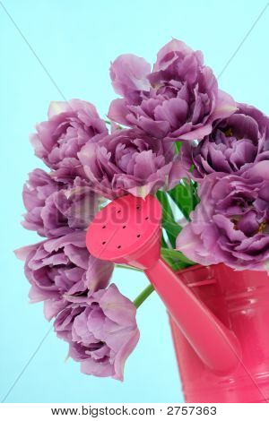Tulipes