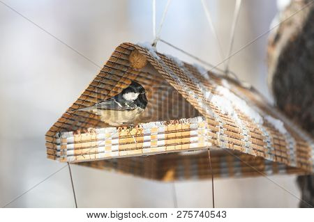 The Coal Tit Or Parus Ater Sitting In The Birdfeeder.