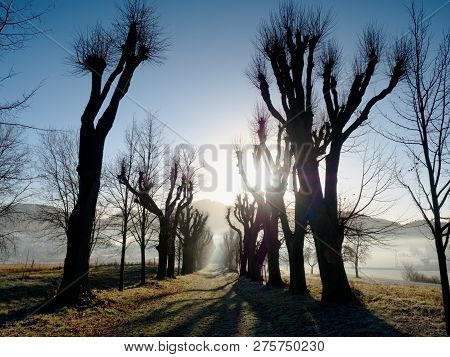 Lime Tree Alley. Sun Dawn In The Morning Park. Shadows Of Trees On The Alley Road.