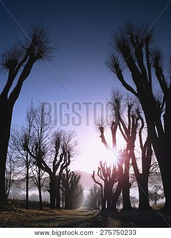 Old Alley With Cut Lime Trees. Rising Sun On A Foggy Spring Day.